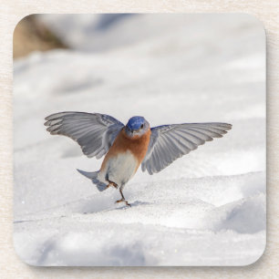 Oostelijke Blauwvogel dansend in de sneeuw Onderzetter