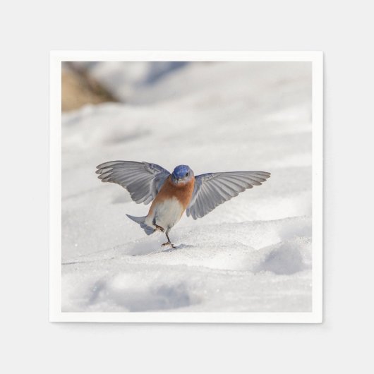 Oostelijke Blauwvogel dansend in de sneeuw Servet (Voorkant)