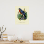  Oostelijke Blauwvogel door John Gerrard Keulemans Poster (Keuken)