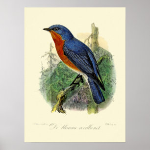  Oostelijke Blauwvogel door John Gerrard Keulemans Poster