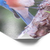 Oostelijke Blauwvogel Foto Afdruk (Hoek)