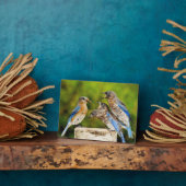 Oostelijke Blauwvogel Fotoplaat (Zijkant)