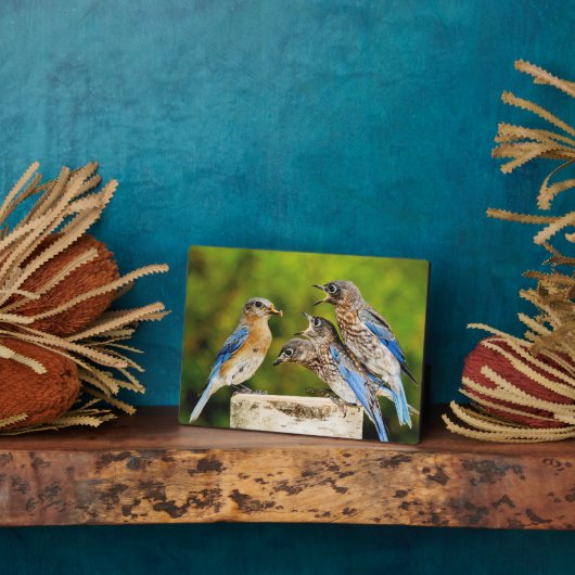 Oostelijke Blauwvogel Fotoplaat (Zijkant)