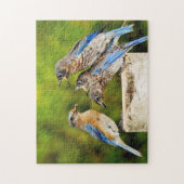 Oostelijke Blauwvogel Legpuzzel (Verticaal)