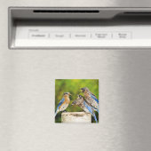 Oostelijke Blauwvogel Magneet (Insitu (Vaatwasser))