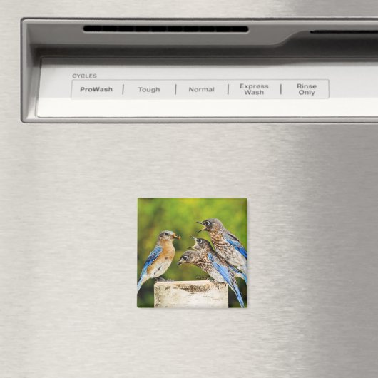 Oostelijke Blauwvogel Magneet (Insitu (Vaatwasser))