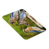 Oostelijke Blauwvogel Magneet (Rechterzijde)