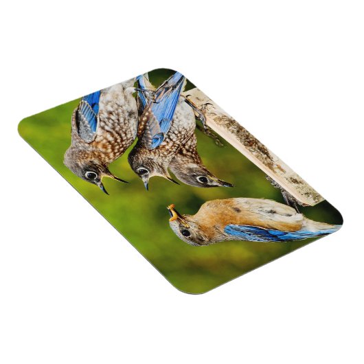 Oostelijke Blauwvogel Magneet (Rechterzijde)