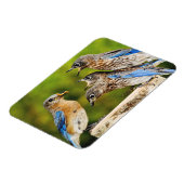 Oostelijke Blauwvogel Magneet (Linkerzijde)