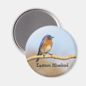 Oostelijke Blauwvogel Magneet (Voorkant / Achterkant)