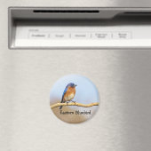 Oostelijke Blauwvogel Magneet (Insitu (Vaatwasser))