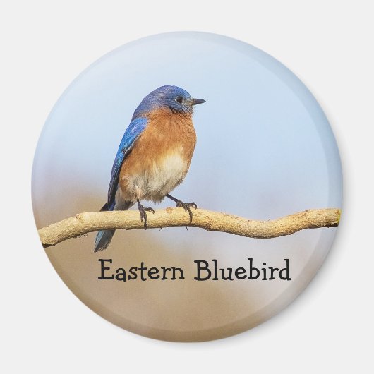 Oostelijke Blauwvogel Magneet (Voorkant)