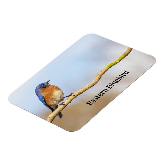 Oostelijke Blauwvogel Magneet (Linkerzijde)
