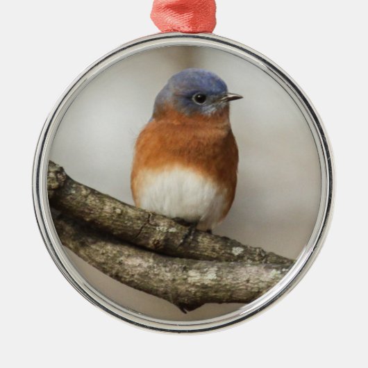 Oostelijke Blauwvogel Metalen Ornament (Voorkant)