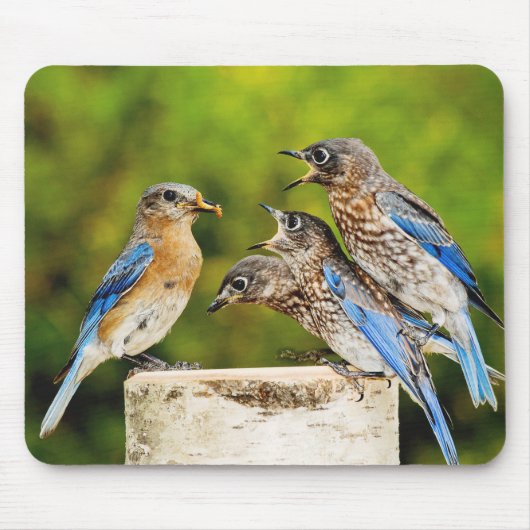 Oostelijke Blauwvogel Muismat (Voorkant)