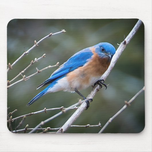 Oostelijke Blauwvogel Muismat (Voorkant)