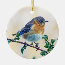 Oostelijke Blauwvogel op Holly Ornament