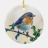 Oostelijke Blauwvogel op Holly Ornament (Achterkant)