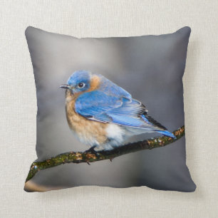 Oostelijke Blauwvogel op Ice Covered Limb Sierkuss Kussen