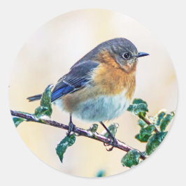 Oostelijke Blauwvogel op Ledemaat Ronde Sticker