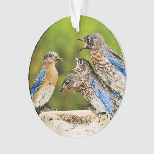 Oostelijke Blauwvogel Ornament (voorkant)