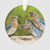 Oostelijke Blauwvogel Ornament (voorkant)