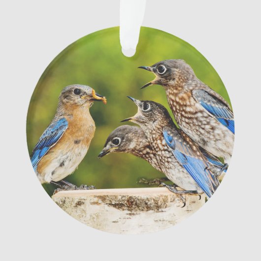 Oostelijke Blauwvogel Ornament (voorkant)