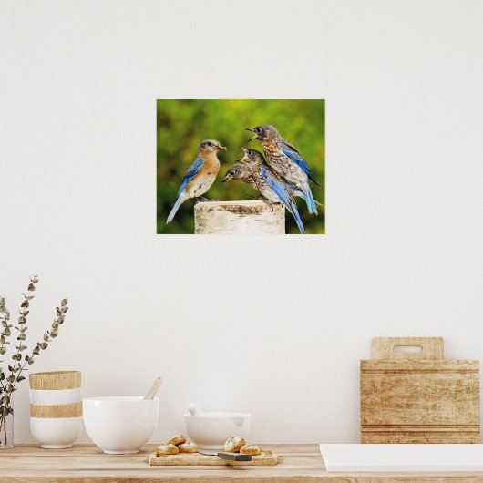 Oostelijke Blauwvogel Poster (Keuken)