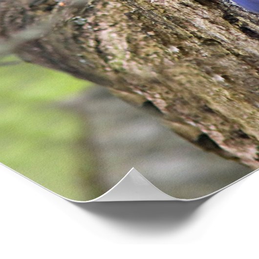 Oostelijke Blauwvogel Poster (Hoek)