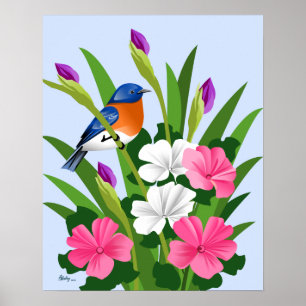 Oostelijke Blauwvogel Poster