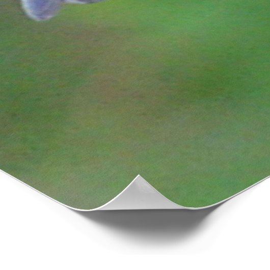 Oostelijke Blauwvogel Poster (Hoek)