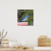 Oostelijke Blauwvogel Poster (Keuken)