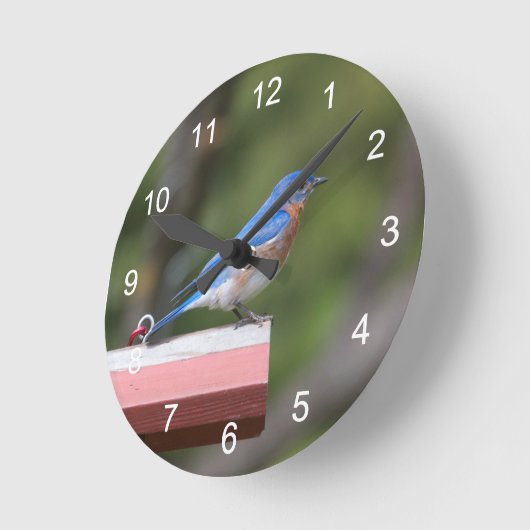 Oostelijke blauwvogel ronde klok (Hoek)