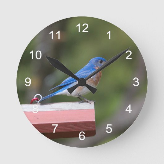 Oostelijke blauwvogel ronde klok (Voorkant)