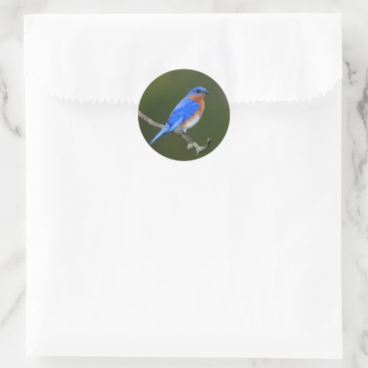 Oostelijke Blauwvogel Ronde Sticker (Tas)