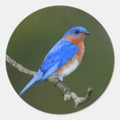 Oostelijke Blauwvogel Ronde Sticker (Voorkant)