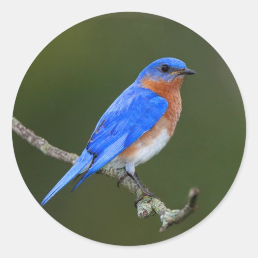Oostelijke Blauwvogel Ronde Sticker (Voorkant)