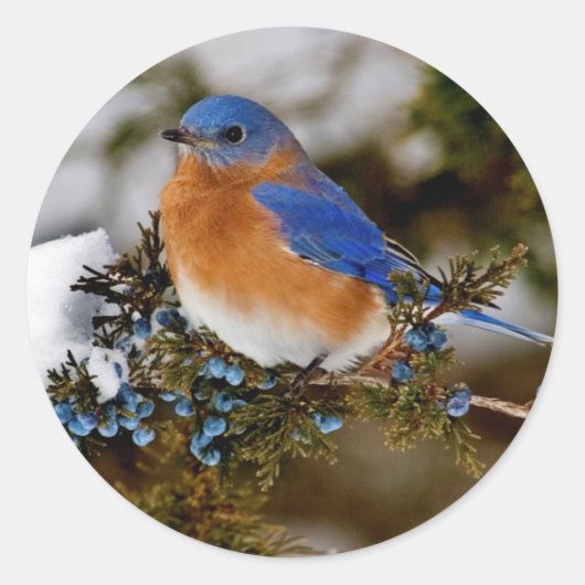 Oostelijke Blauwvogel Ronde Sticker (Voorkant)