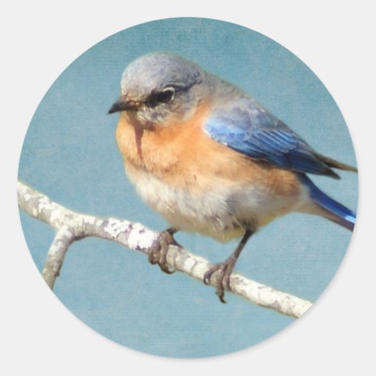 Oostelijke Blauwvogel Ronde Sticker (Voorkant)