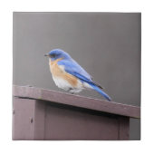 Oostelijke Blauwvogel Tegeltje (Voorkant)