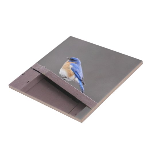 Oostelijke Blauwvogel Tegeltje (Zijkant)