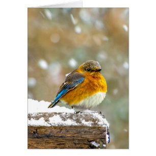 Oostelijke Bluebird in Snow - Originele Foto