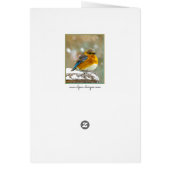 Oostelijke Bluebird in Snow - Originele Foto (Achterkant)