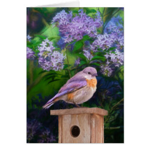 Oostelijke Bluebird in Snow - Originele Foto