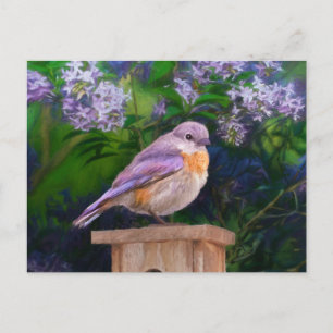 Oostelijke Bluebird in Snow - Originele Foto Briefkaart