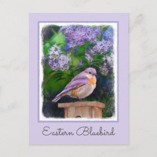 Oostelijke Bluebird in Snow - Originele Foto Briefkaart