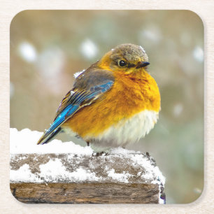 Oostelijke Bluebird in Snow - Originele Foto Kartonnen Onderzetters