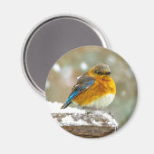 Oostelijke Bluebird in Snow - Originele Foto Magneet (Voorkant / Achterkant)