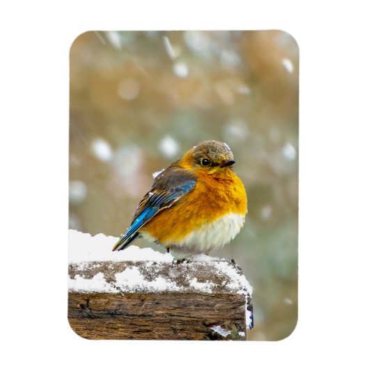Oostelijke Bluebird in Snow - Originele Foto Magneet (Verticaal)