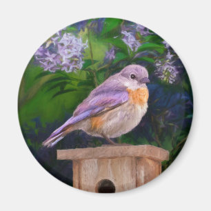 Oostelijke Bluebird in Snow - Originele Foto Magneet